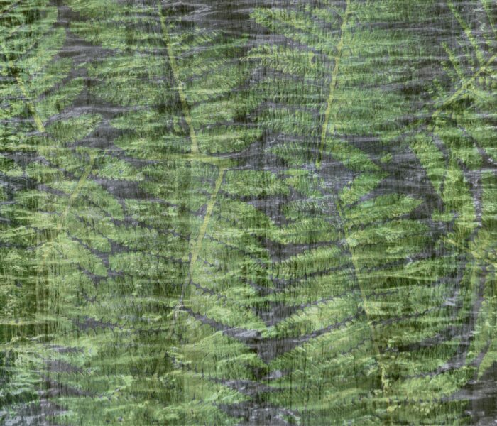 Ferns-TV 02
